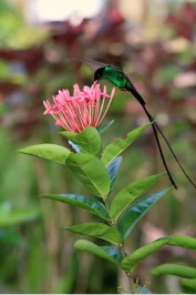 a hummingbird on a flower in Jamaica