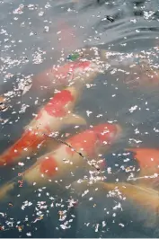 koi fish at Shofuso Japanese Cultural Center in Philadelphia, PA
