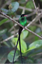 a hummingbird sitting on a branch in Jamaica