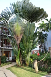 Large plant outside in Jamaica