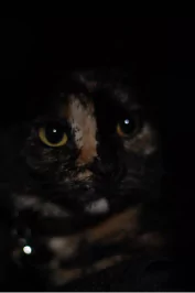 Luna, a tortishell cat