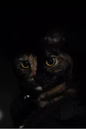 Luna, a tortishell cat